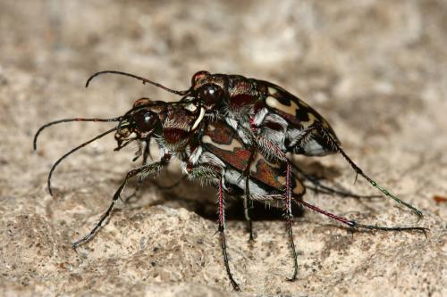 Réf. 305 706 : Lophyra flexuosa